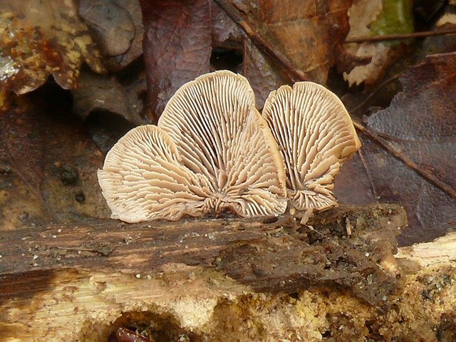 Lentinellus Ursinus 01